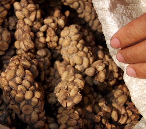 3. How Kopi Luwak is Produced