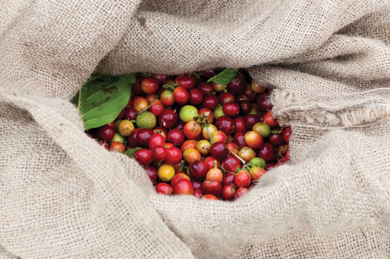 14. We can eat the coffee cherry as food