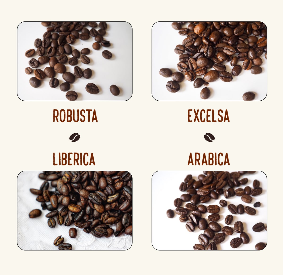 Wisely choose the certain type of coffee bean to suit your taste