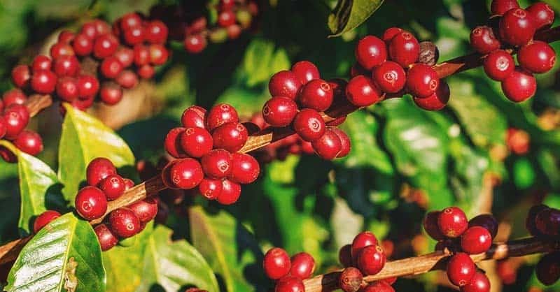 The differences between organic and non-organic coffee - Planting process