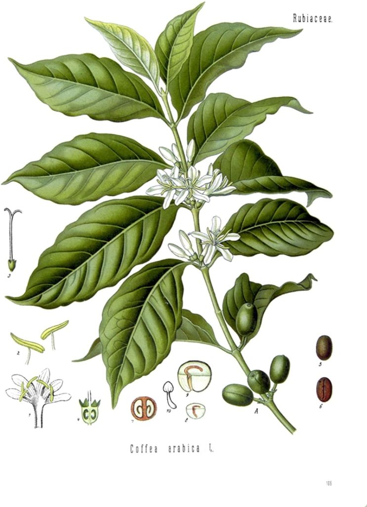 Varieties of Coffee Plants - 1