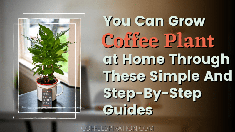 You Can Grow Coffee Plant At Home Through These Simple And Step-By-Step Guides.png