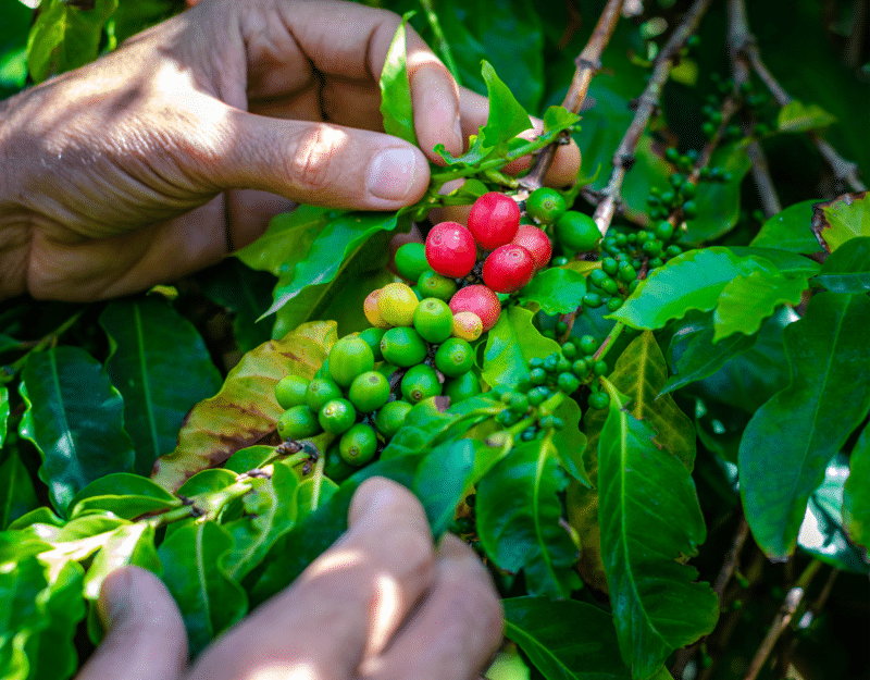 The Coffee Bean