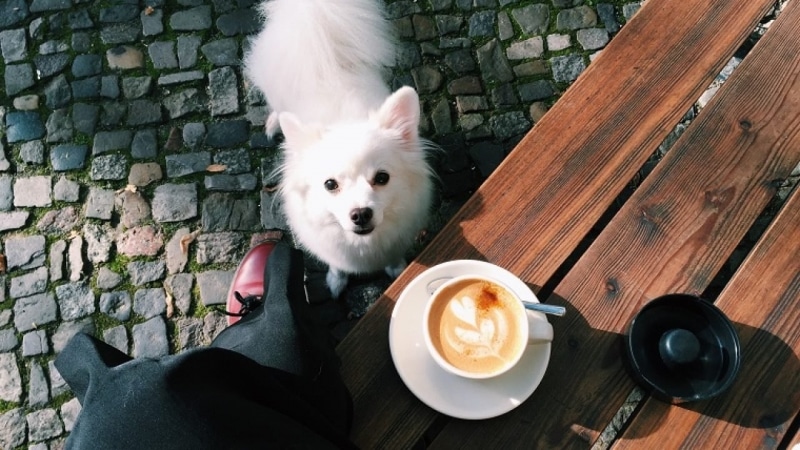 Why Coffee is Dangerous to Your Pet