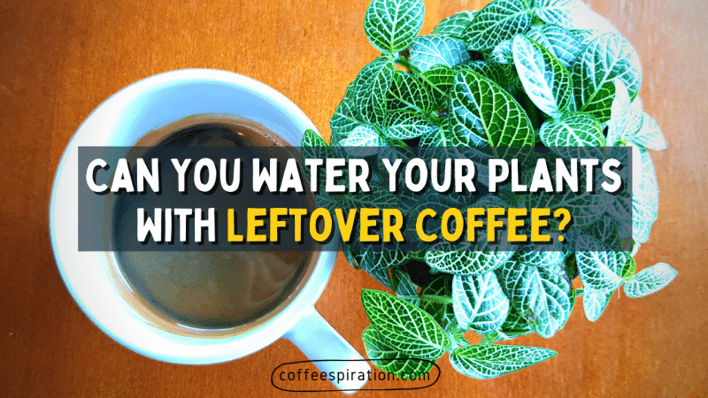 Can You Water Your Plants With Leftover Coffee