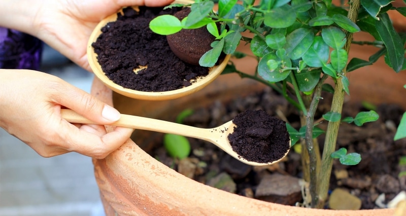 4. Use Those Coffee Grounds