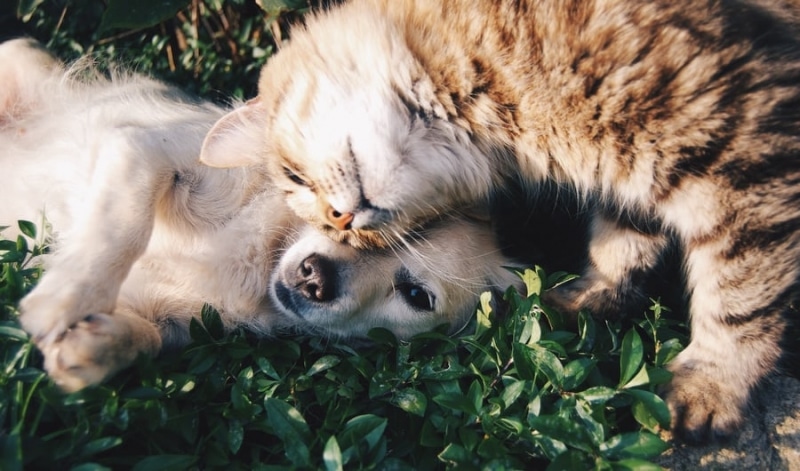 Can You Let Your Pets Drink Coffee? intro