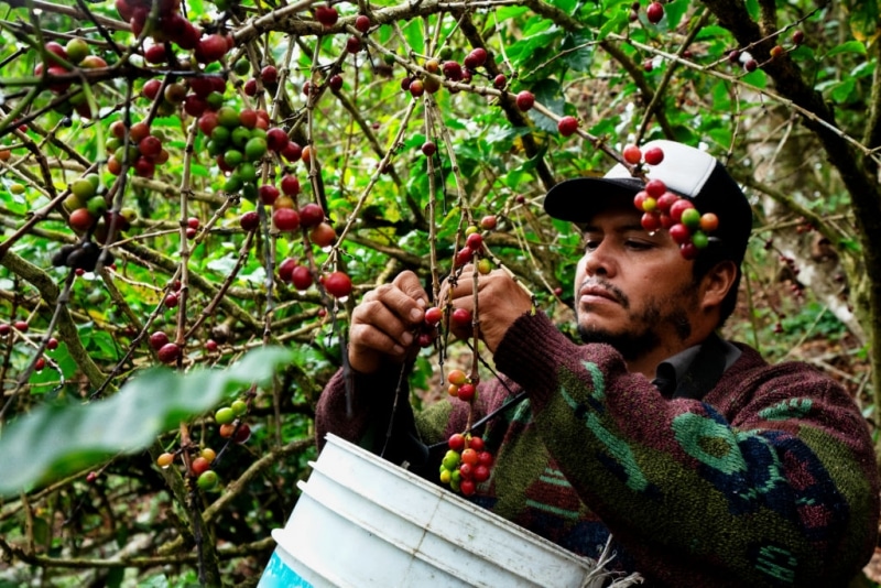 Single-Origin Coffee Unique Characteristics